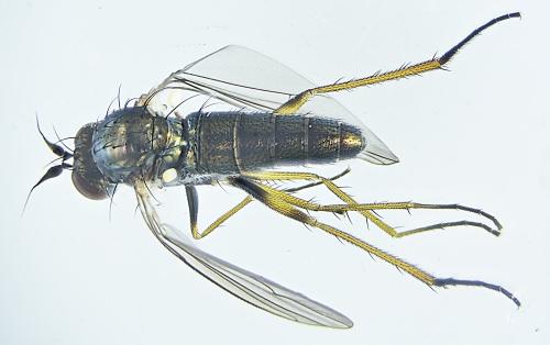 Réf. 315 678 : Syntormon denticulatum